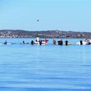 Swim in Langebaan Lagoon