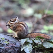 Sonoma Chipmunk