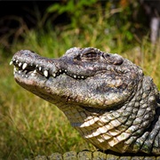 Chinese Alligator