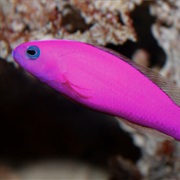 Dottyback