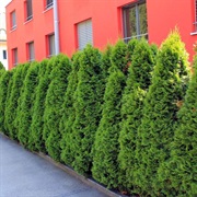 Thuja