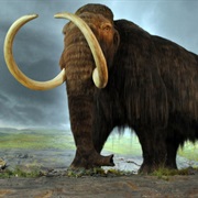 Mammoth