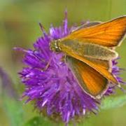 Small Skipper