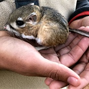 San Quintin Kangaroo Rat (Possibly Extinct)