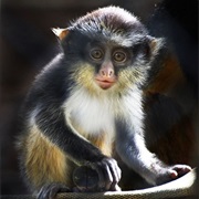 Guenon