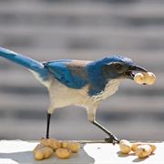 Western Scrub Jay