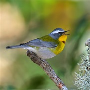 Crescent-Chested Warbler