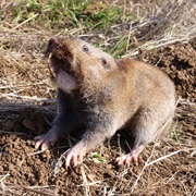 Big Pocket Gopher