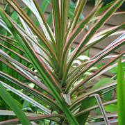 Red-Edged Dracaena