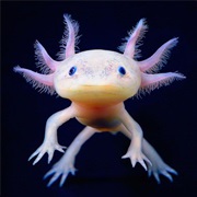 Axolotl (Āxōlōtl)