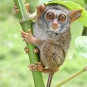 Siau Island Tarsier