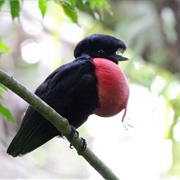 Bare-Necked Umbrellabird