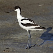 Pied Avocet