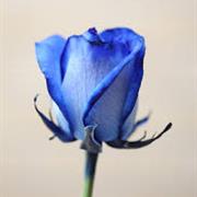 Blue Rose