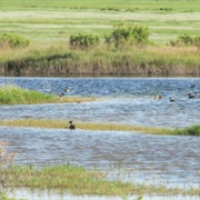 Lake Mason National Wildlife Refuge