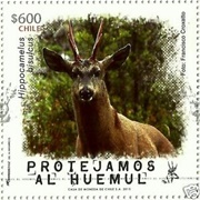 Chile - Fauna - Protect the Huemul