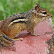 Eastern Chipmunk