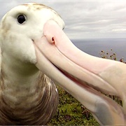 Close Up View of a Tristan Albatross