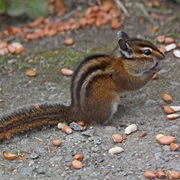 Townsend&#39;s Chipmunk