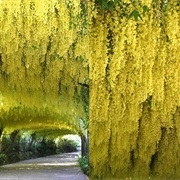 Golden Chain Tree