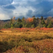 Bear Meadows Natural Area