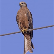 Black Kite