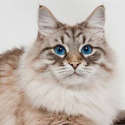 Siberian Forest Cat