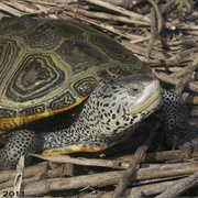 Diamondback Terrapin