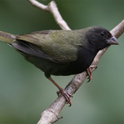 Black-Faced Grassquit