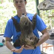 Visit a Sloth Sanctuary