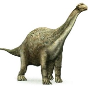 Camarasaurus