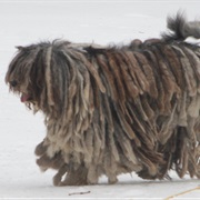 Bergamasco