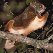 Namdapha Flying Squirrel