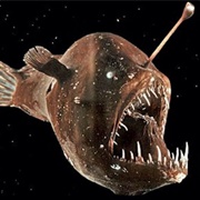 Humpback Anglerfish