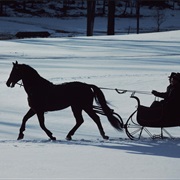 Horse Drawn Sleigh