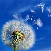 Dandelion Seeds