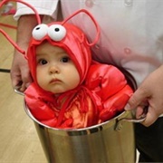Lobster in a Pot