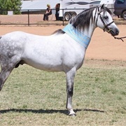 Australian Pony