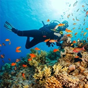 Dive in the Great Barrier Reef