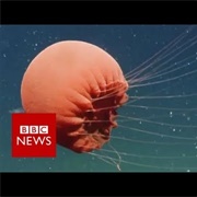 Big Red Jellyfish