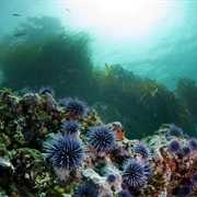 Channel Islands National Marine Sanctuary