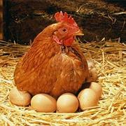 Chick Eggs