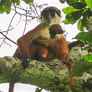 Bouvier&#39;s Red Colobus (Possibly Extinct)