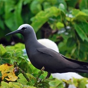 Black Noddy