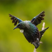 Zealandia Ecosanctuary