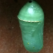 Chrysalis