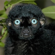 Blue-Eyed Black Lemur