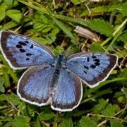 Large Blue