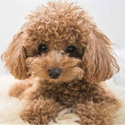 Toy Poodle