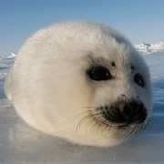 Harp Seal